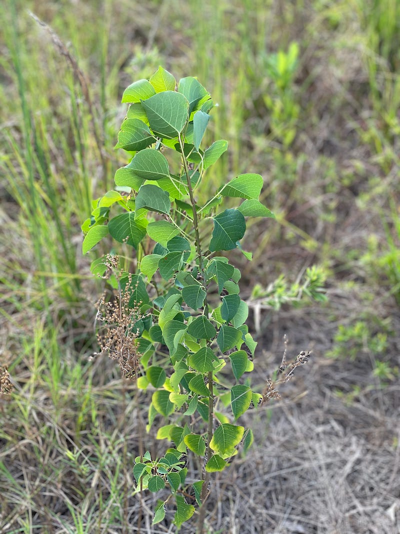 A popcorn tree symbolizing life's unexpected lessons