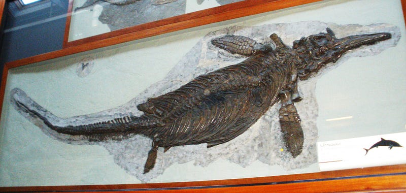 Fossil discovery in Spitsbergen revealing ichthyosaur origins