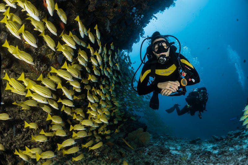 The invasive red lionfish posing a threat to coral reefs