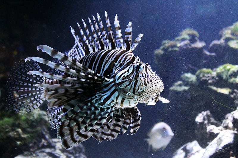 The ecological impact of invasive lionfish on reefs