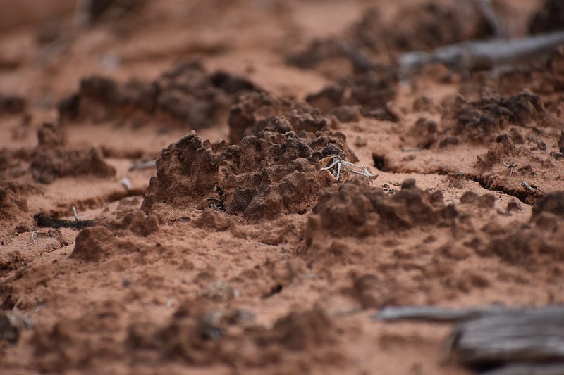 Black-headed cryptobiotic soil in Utah.