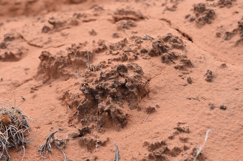 Cryptobiotic crusts developing in a dry environment.