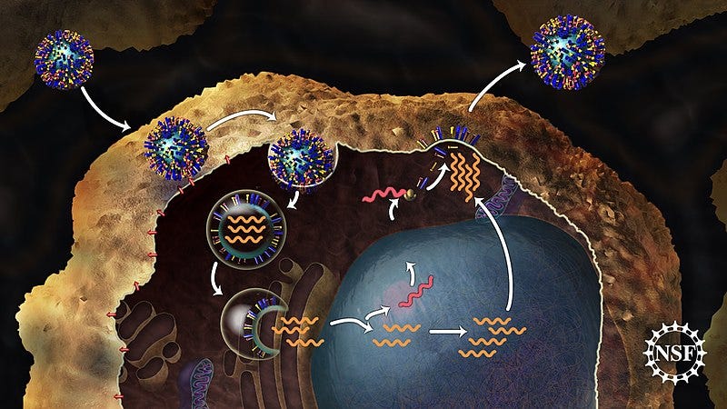 Influenza and RSV Vaccine Development