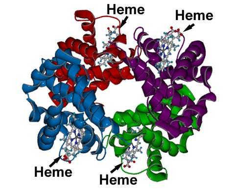 Hemoglobin structure showing heme groups