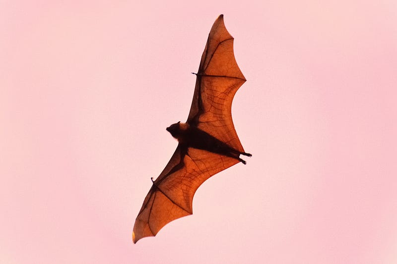 Echolocation in bats