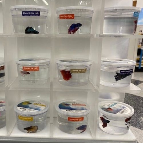 Betta fish in small containers in pet stores