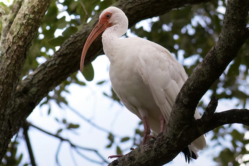 Ibis searching for food on the lawn