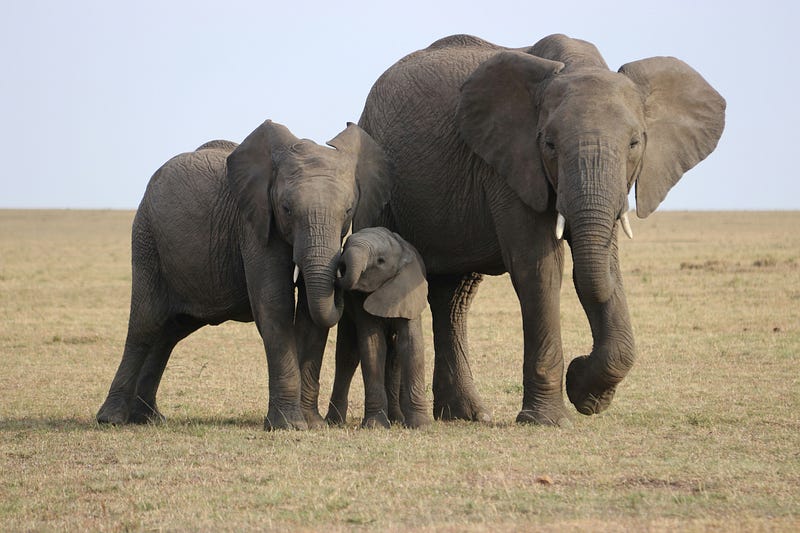 Elephants demonstrating their intelligence