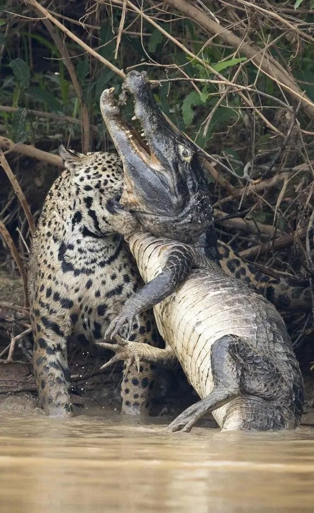 Jaguar showcasing its diverse diet