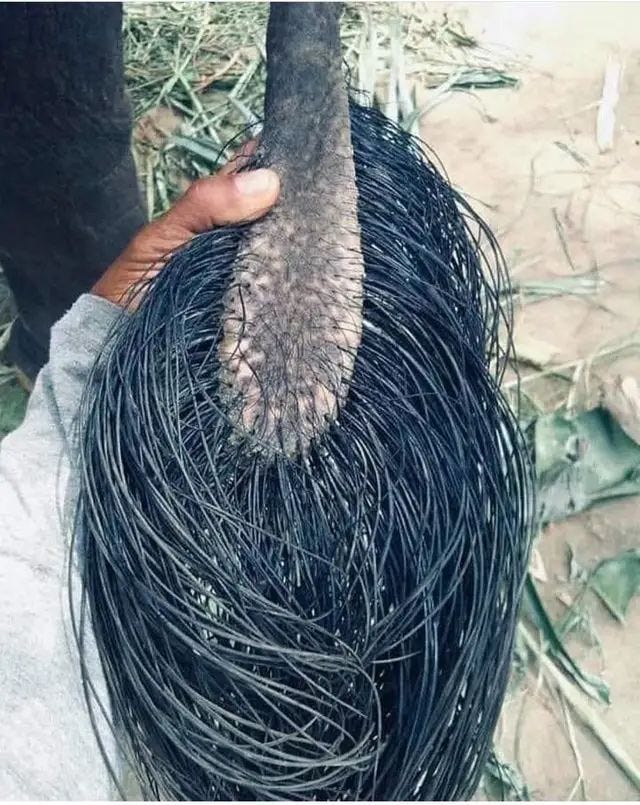 Elephant tail close-up