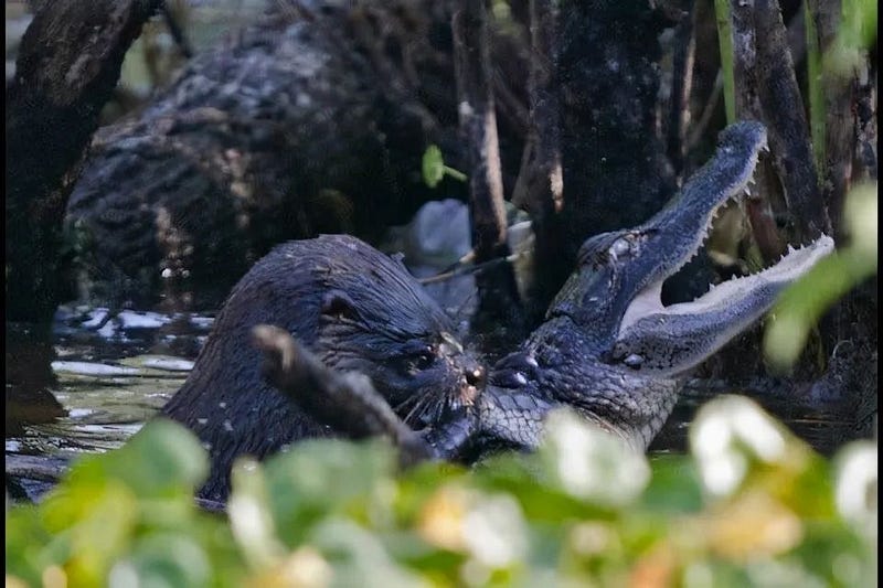 Otter displaying its hunting skills