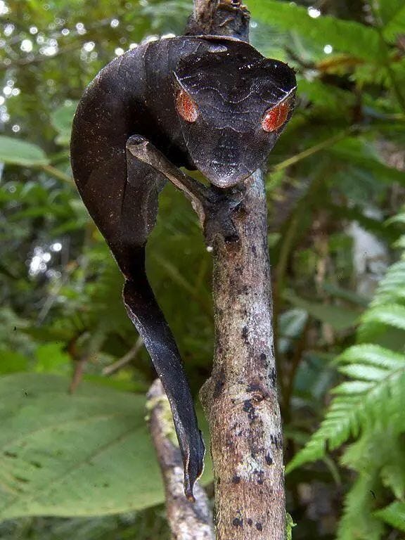 Satanic leaf-tailed gecko camouflaged in nature