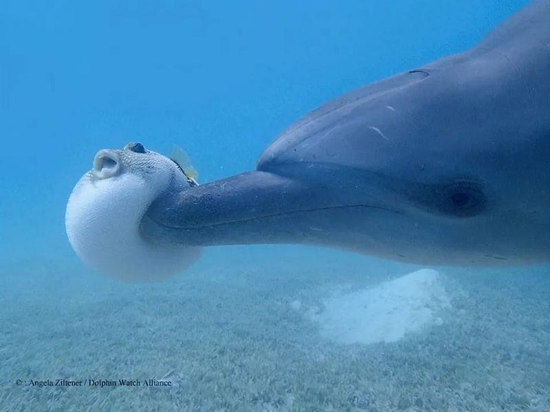 Dolphin interacting with pufferfish