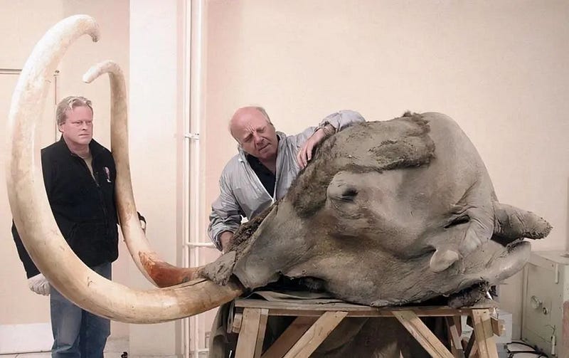 Well-preserved mammoth head