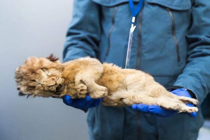 Ancient lion remains found in permafrost