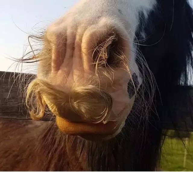 Horse with a beard