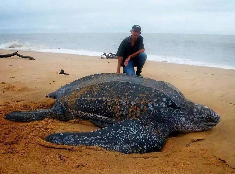 Leatherback turtle alongside a human for size comparison