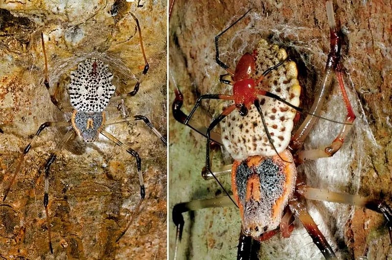 Male spider demonstrating unique mating behavior