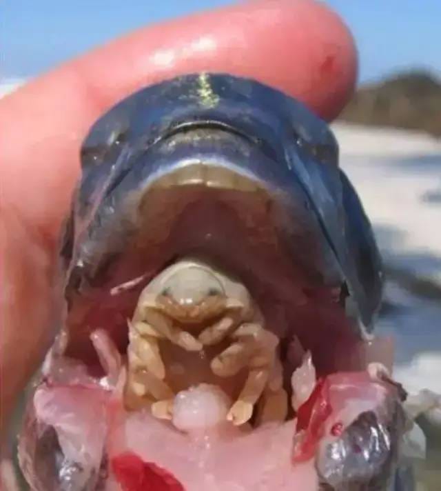 Fish lice demonstrating a symbiotic relationship with fish