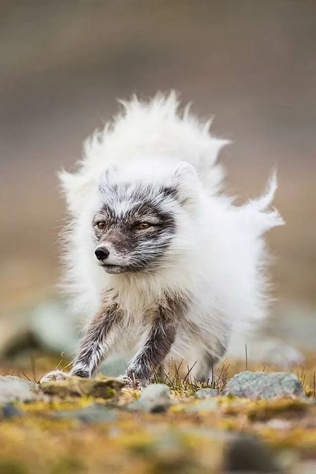 Arctic fox shedding its fur in summer