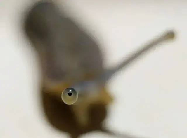 Close-up of a snail's eyes on its tentacles