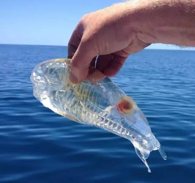 A transparent marine creature revealing its structure