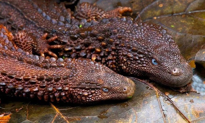 Boro earless lizard resembling a dragon