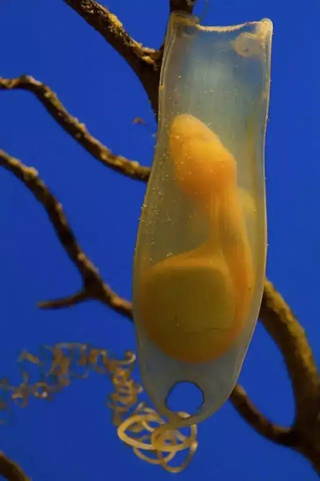 Transparent shark eggs showcasing early development