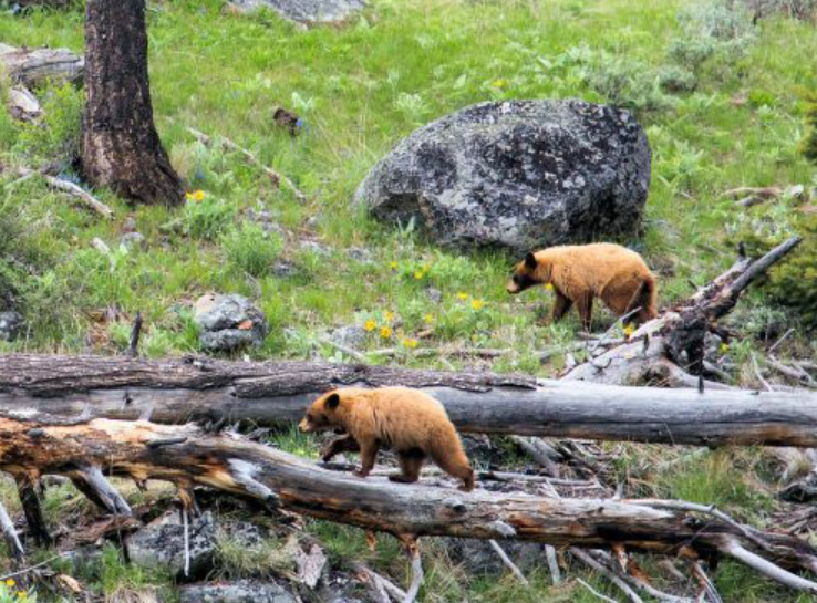 Grizzly bears in Yellowstone