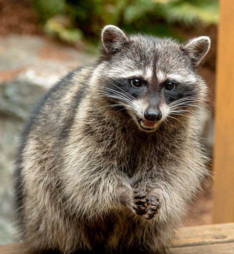 Raccoons raiding trash bins at night