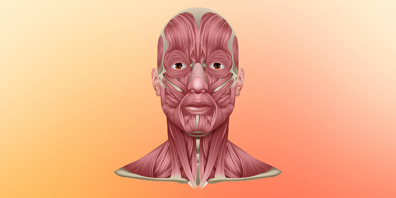 Strong human jaw muscle