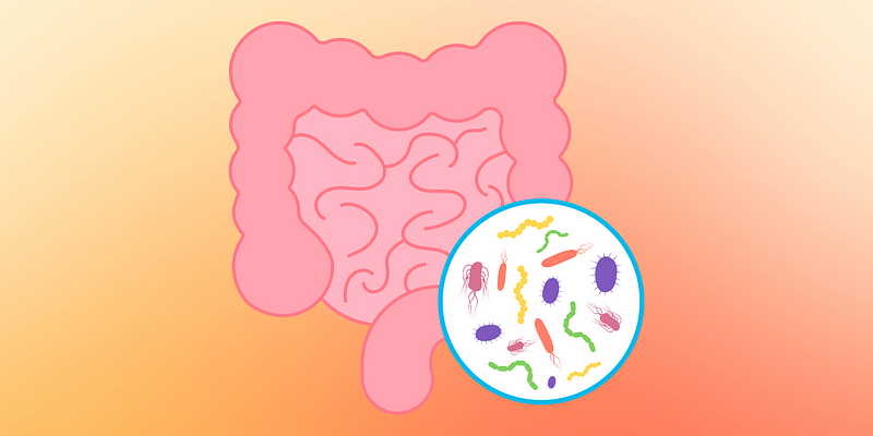 Bacteria in the human gut