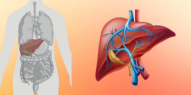 Liver's ability to regenerate