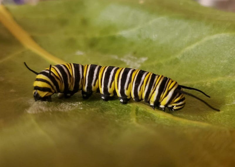 A close-up of a caterpillar in its natural habitat.