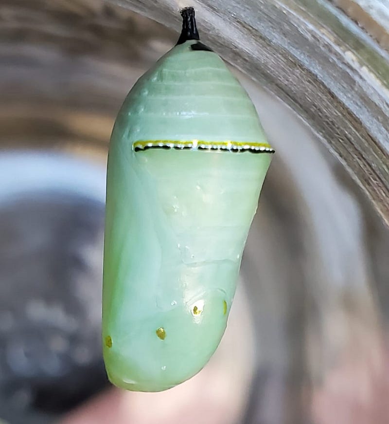 The transformation stage of the caterpillar inside the chrysalis.