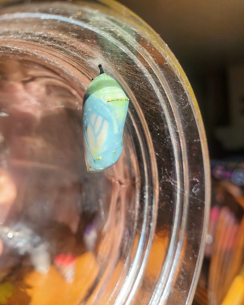 The chrysalis of a monarch butterfly before emergence.