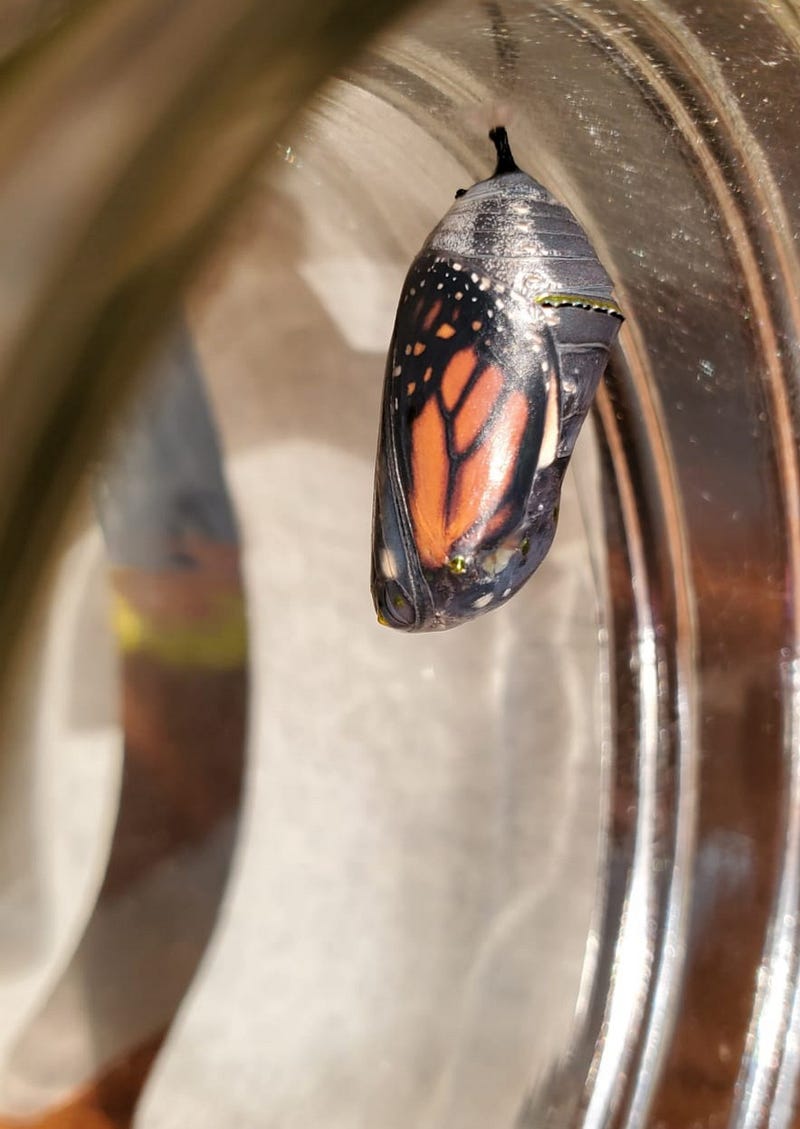 A freshly emerged Monarch butterfly.