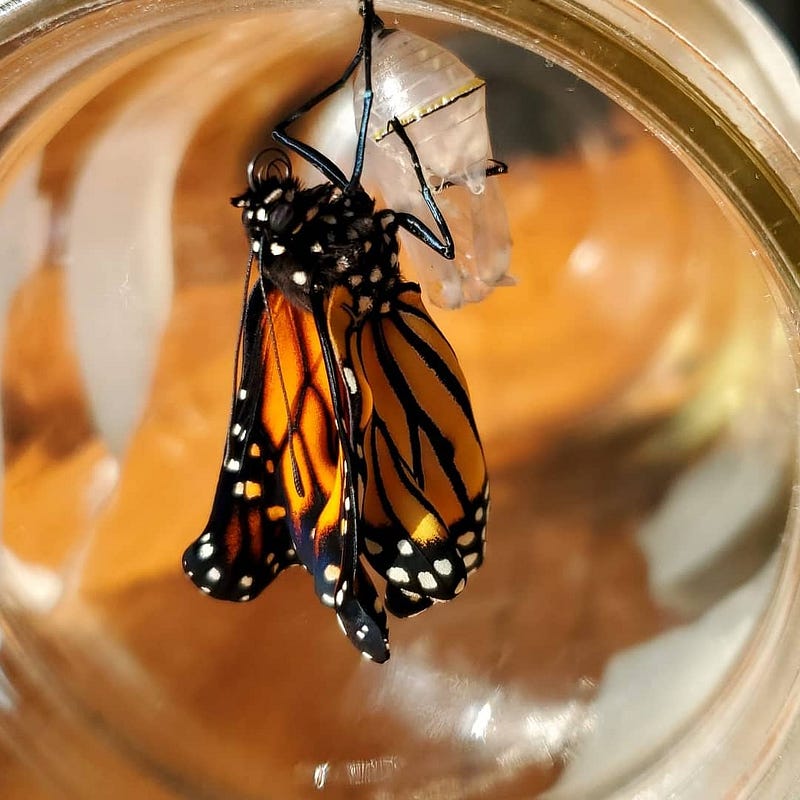 A Monarch butterfly preparing for its first flight.