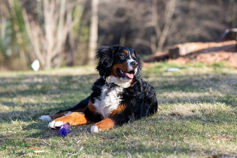 Bernese mountain dog, the perfect companion