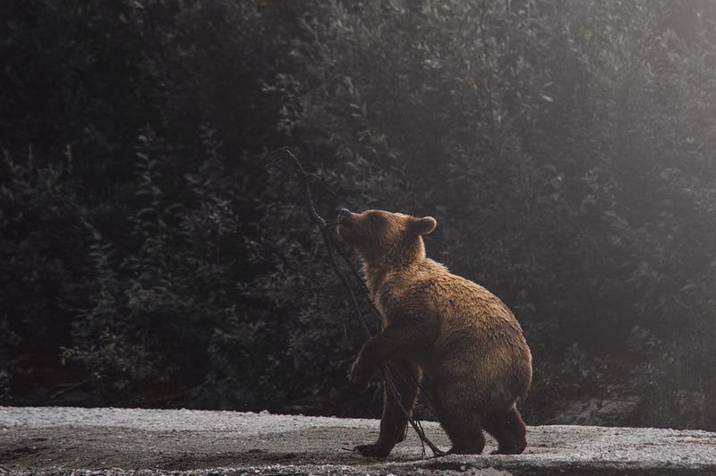 The impact of the bear market on investors