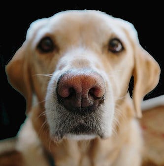 A loyal dog pondering the mysteries of the universe