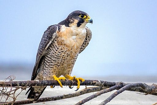 Peregrine Falcon diving at high speed