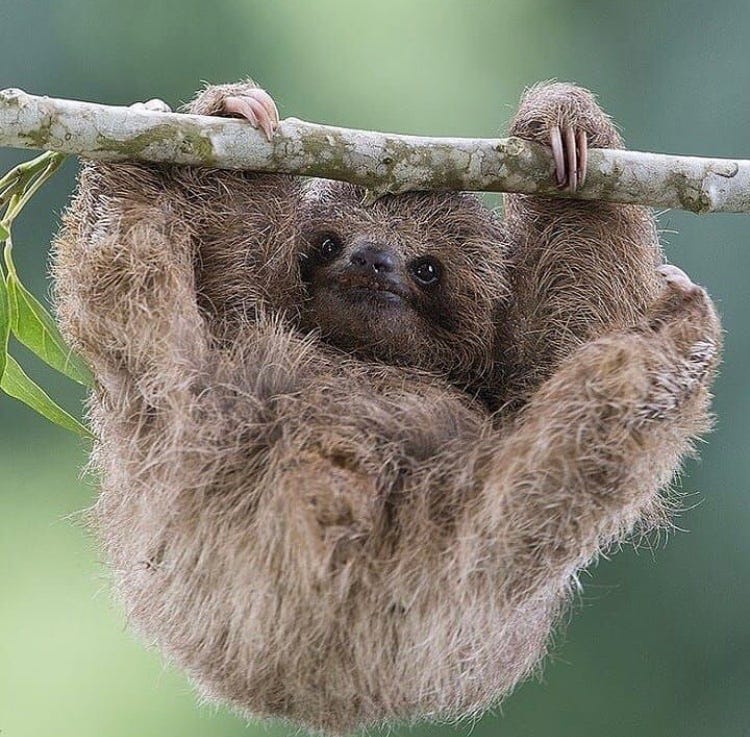 Sloth displaying its strength