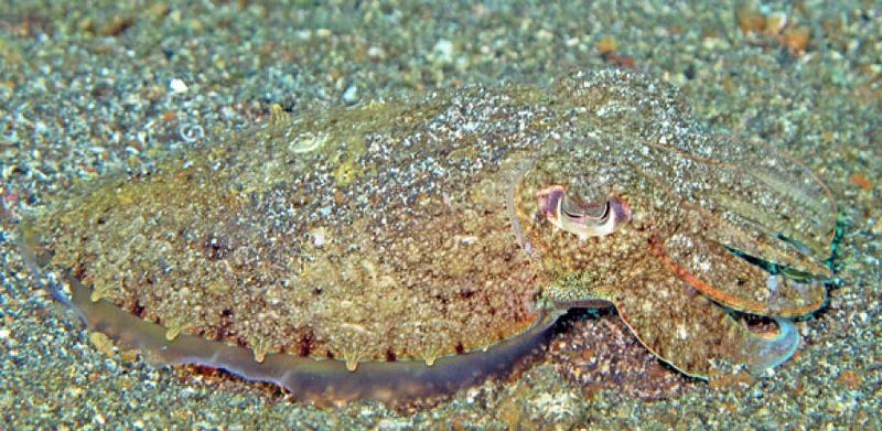 Cuttlefish camouflaged in its surroundings