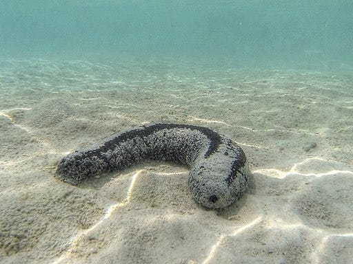 Sea Cucumber showcasing regeneration ability