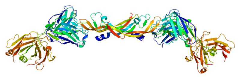 Structure of VEGFA, a vital protein in vascular health