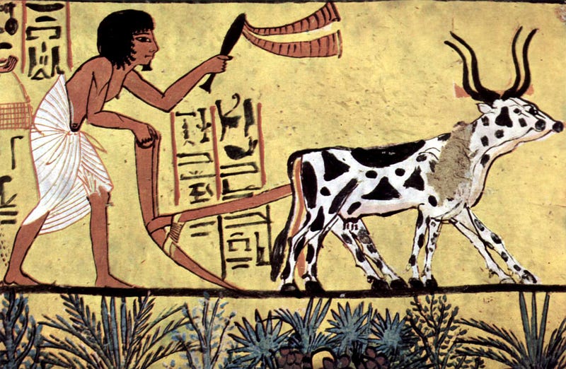 Depiction of Egyptian cattle illustrating agricultural practices