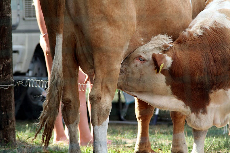 Colostrum: The Unique First Milk for Newborns