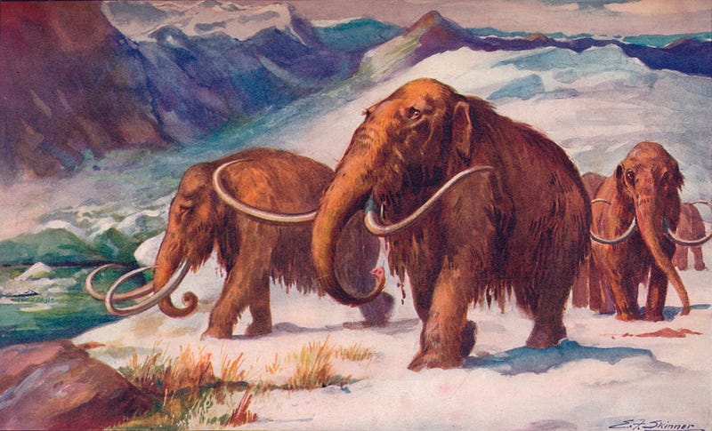 Frozen remains of a woolly mammoth being examined